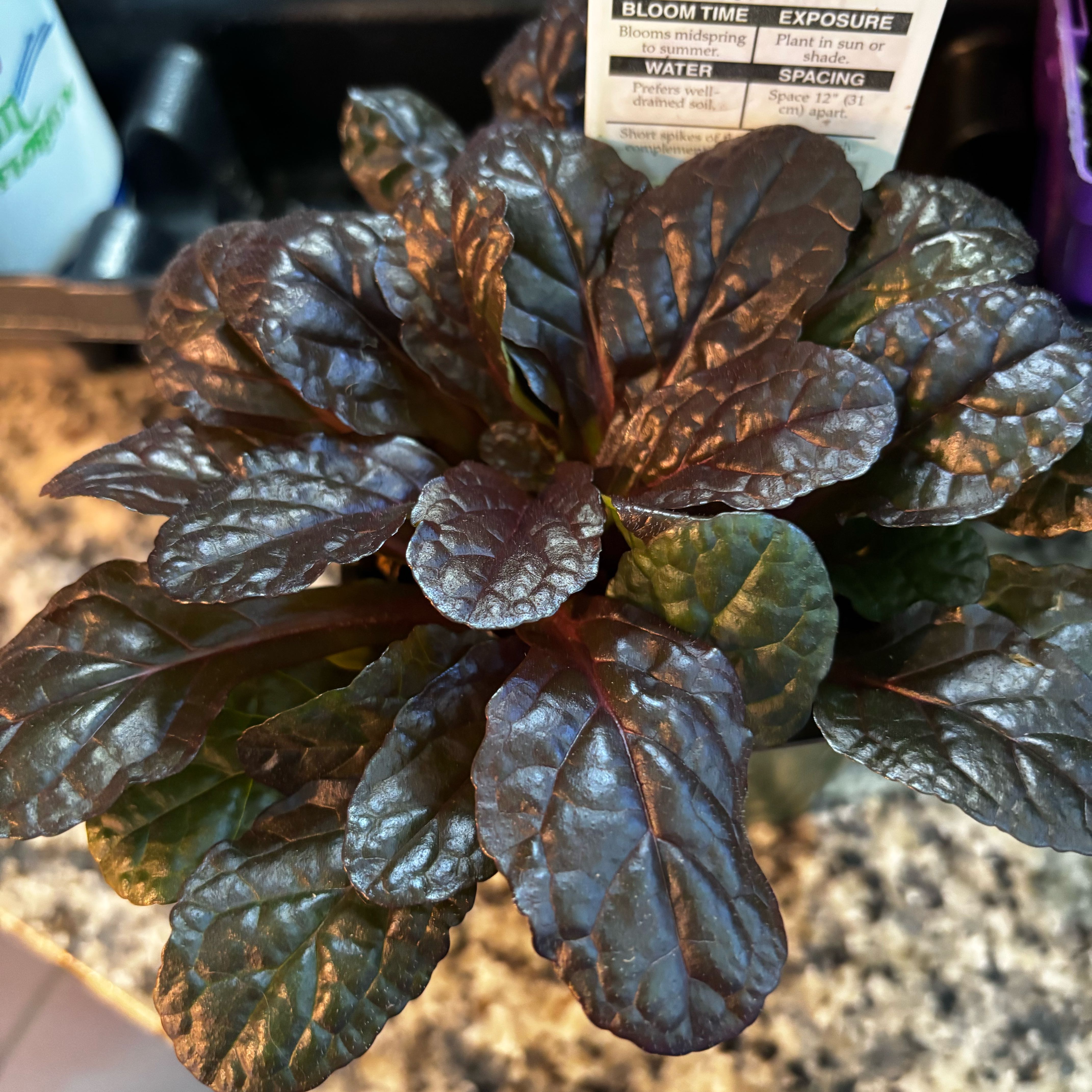Photo of the plant species Blue Bugle by @LushAlocasia80 named Harper on Greg, the plant care app