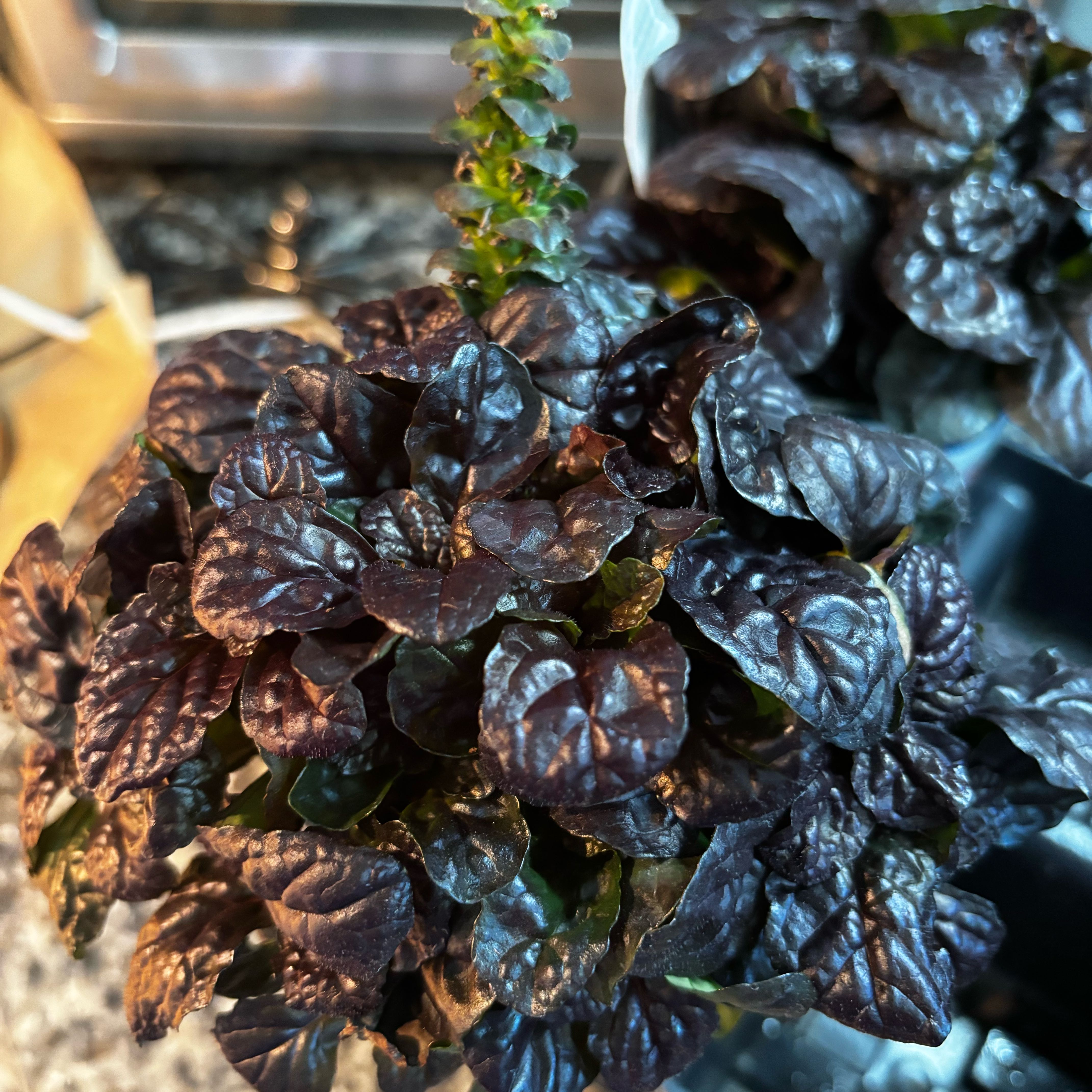 Photo of the plant species Blue Bugle by @LushAlocasia80 named Sonora on Greg, the plant care app
