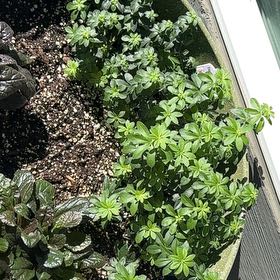 Photo of the plant species Galium Odoratum by @WildflowerFae named Sproutacus on Greg, the plant care app