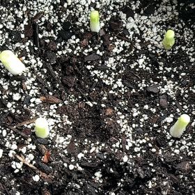 Photo of the plant species Green Onion by @WildflowerFae named Gomez on Greg, the plant care app
