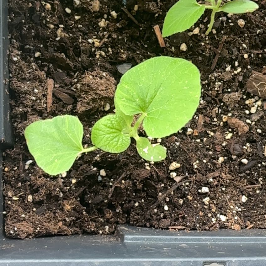 Photo of the plant species Cantaloupe by @WildflowerFae named Girlfrond on Greg, the plant care app