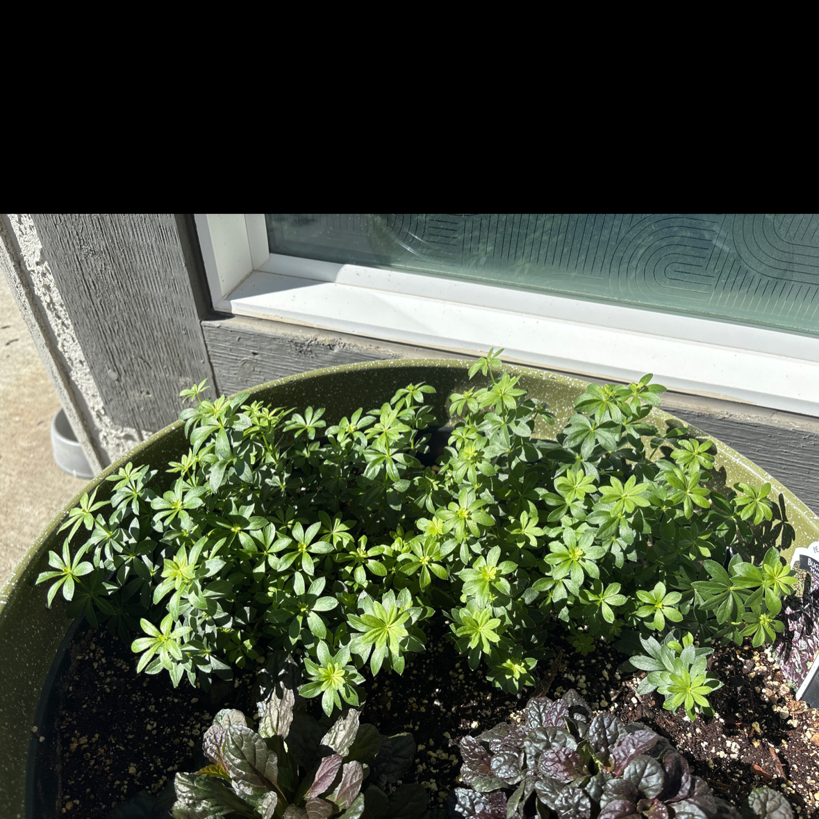 Photo of the plant species Galium Odoratum by @WildflowerFae named Leaf Erickson on Greg, the plant care app