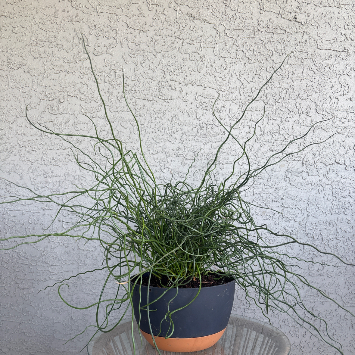 Photo of the plant species Corkscrew Rush by @WildflowerFae named Becky on Greg, the plant care app