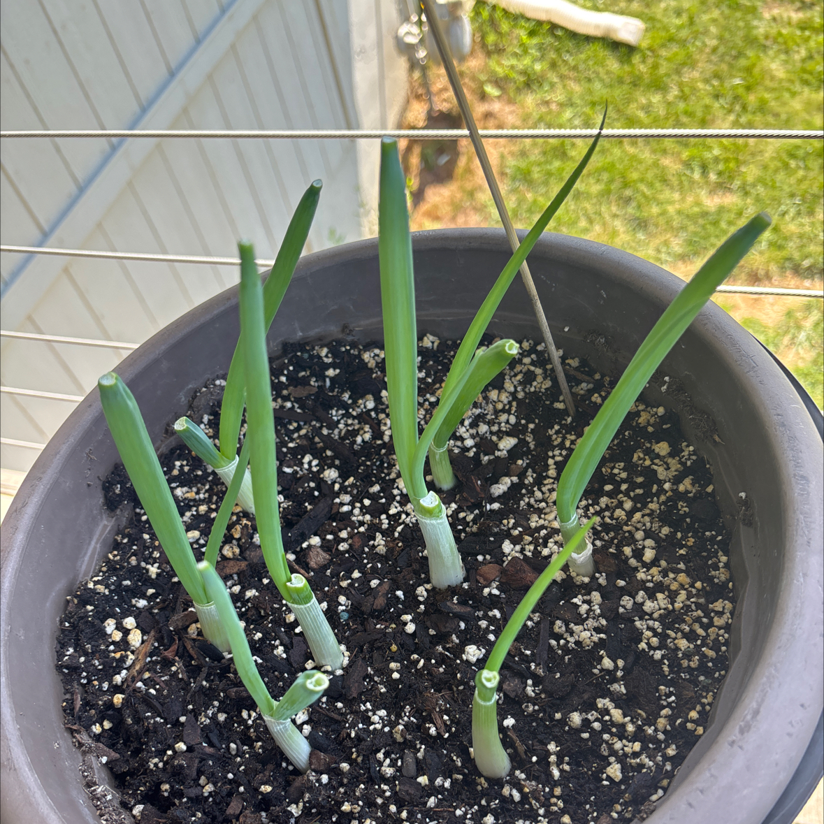 Photo of the plant species Green Onion by @WildflowerFae named Gomez on Greg, the plant care app