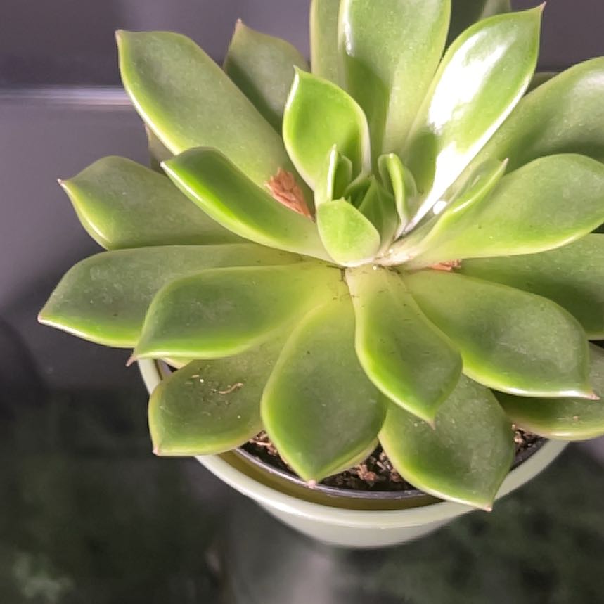 Photo of the plant species Echeveria 'Mira' by @TenablePhalsa14 named Captain Plant-it on Greg, the plant care app