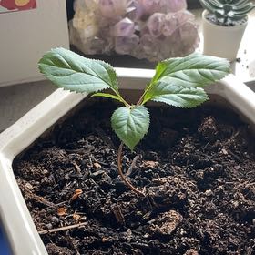 Photo of the plant species American Ginseng by @ClearHedera95 named Coco on Greg, the plant care app