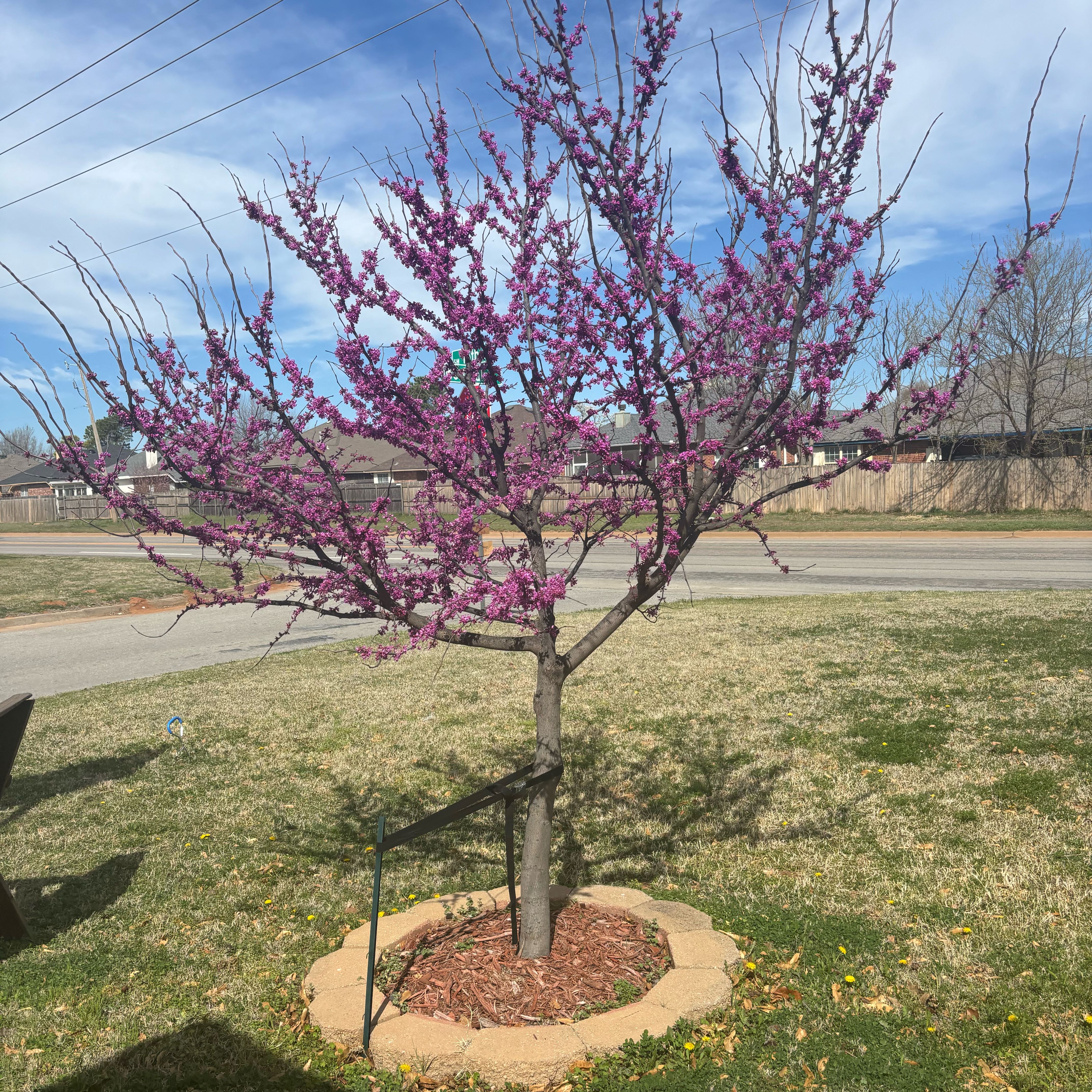 Photo of the plant species Western Redbud by @NeotericBroom26 named Marilyn on Greg, the plant care app