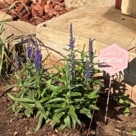 Photo of the plant species Spike Speedwell by @NeotericBroom26 named Spike Lee on Greg, the plant care app