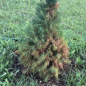 Photo of the plant species Dwarf Alberta Spruce by @NeotericBroom26 named Ronaldo on Greg, the plant care app