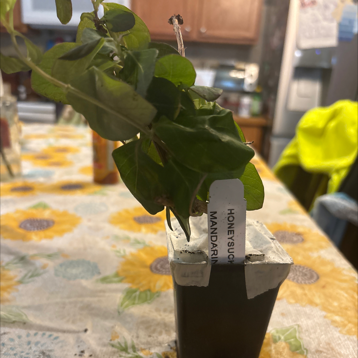 Photo of the plant species Lonicera 'Mandarin' by @NeotericBroom26 named EVA on Greg, the plant care app