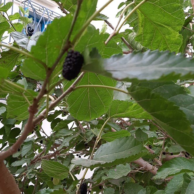 Photo of the plant species Black Mulberry by @RealRaintree52 named Forrest on Greg, the plant care app