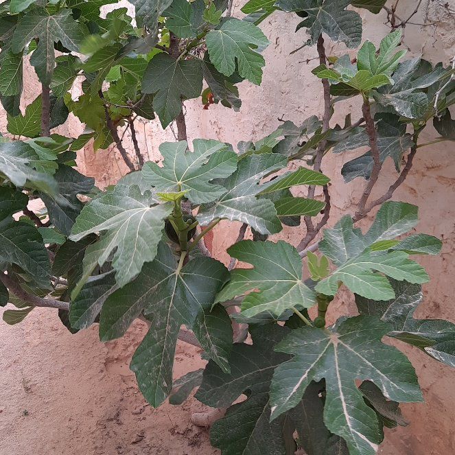 Photo of the plant species Brown Turkey Fig by @RealRaintree52 named Figuier on Greg, the plant care app
