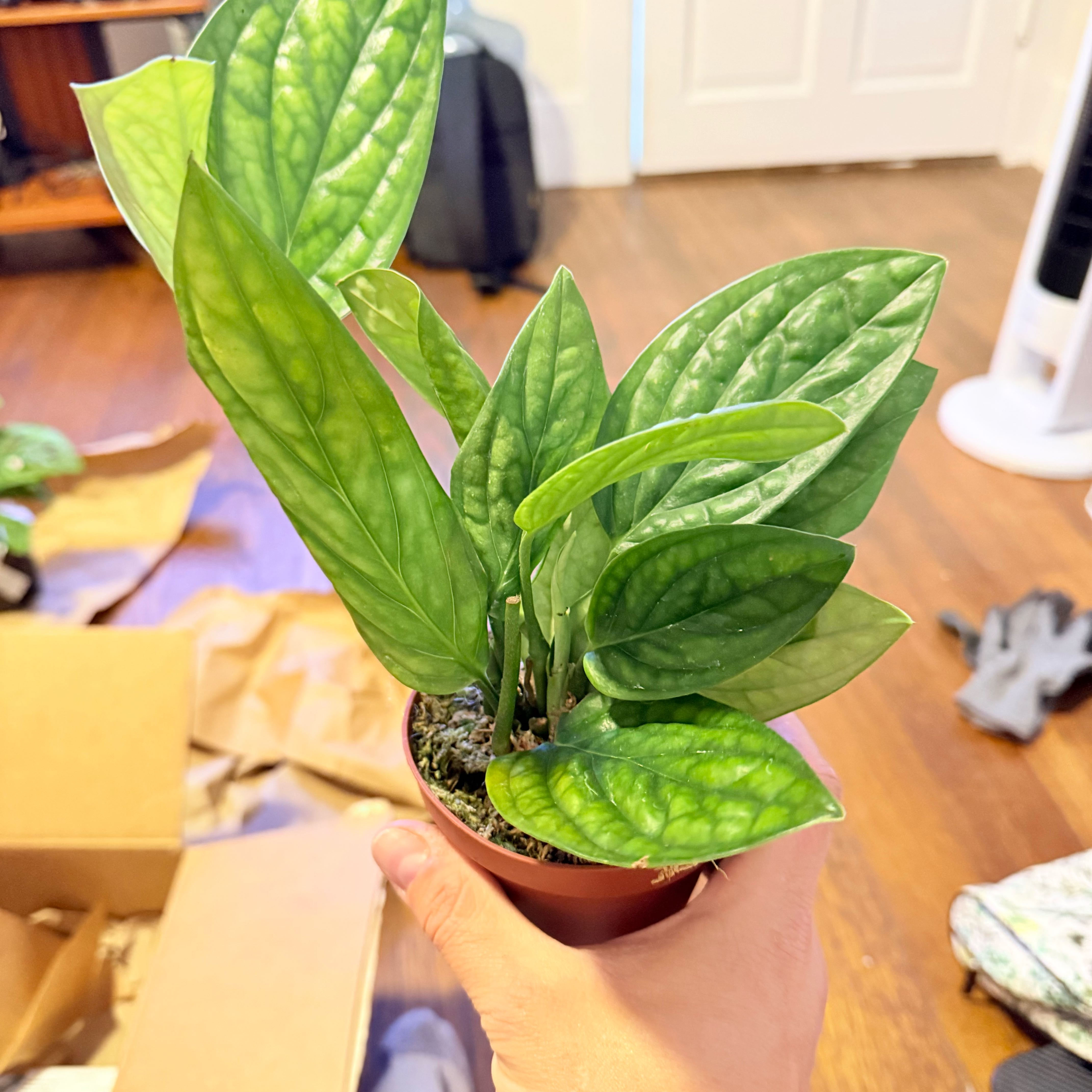 Photo of the plant species Monstera Peru by @HipBeachrose51 named Willow on Greg, the plant care app
