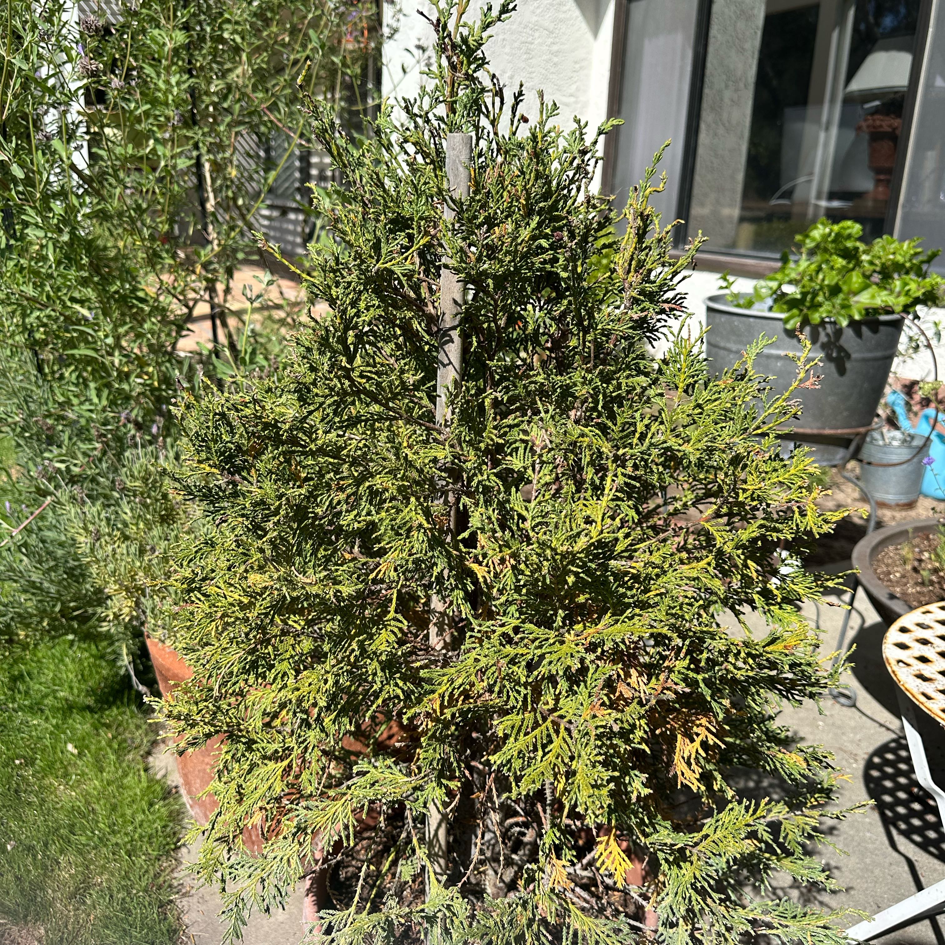 Photo of the plant species Oriental Arborvitae by @LivelyCentro19 named Xmas Tree on Greg, the plant care app