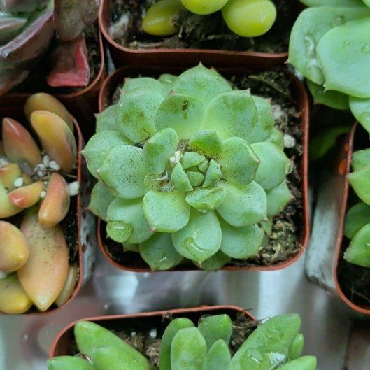 Photo of the plant species Crassula Orbicularis by @PeppyPurei5 named Winston on Greg, the plant care app