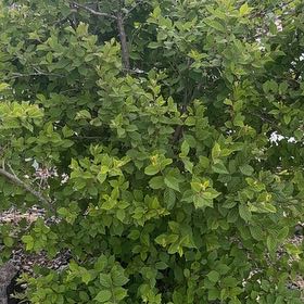 Photo of the plant species Nanking Cherry by @ProminentSalal named Leonardo on Greg, the plant care app