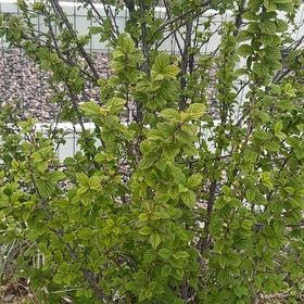 Photo of the plant species Nanking Cherry by @ProminentSalal named Terra on Greg, the plant care app