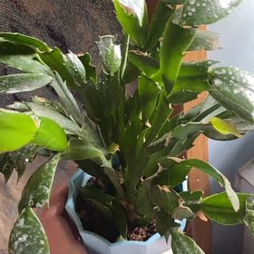 Photo of the plant species Thanksgiving Cactus by @ImpeccantCorn22 named Harmony on Greg, the plant care app