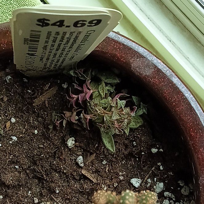 Photo of the plant species Tiger Jade by @PerkyAjídulce69 named Messi on Greg, the plant care app