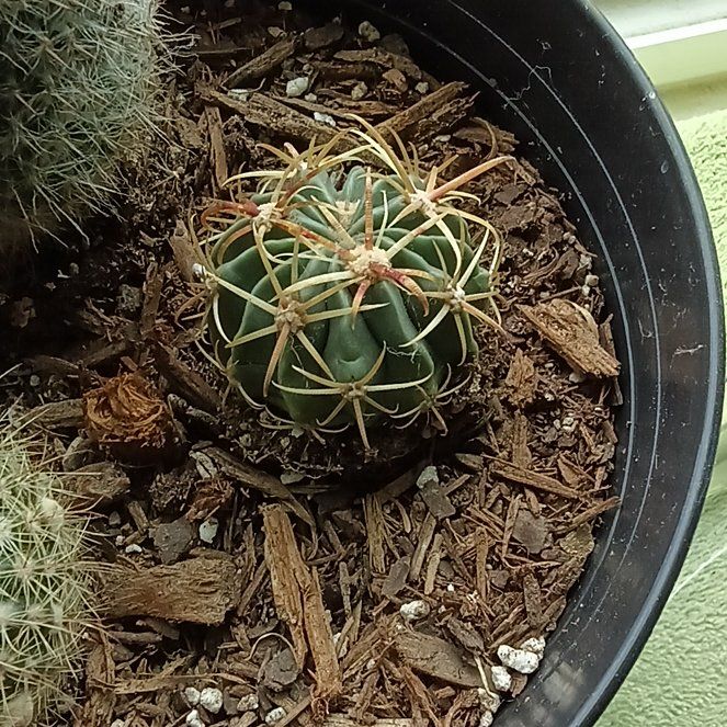 Photo of the plant species Monstrous Horse Crippler by @PerkyAjídulce69 named Harry on Greg, the plant care app