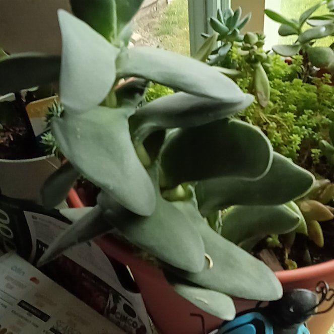 Photo of the plant species Propeller Plant by @PerkyAjídulce69 named Tree Diddy on Greg, the plant care app