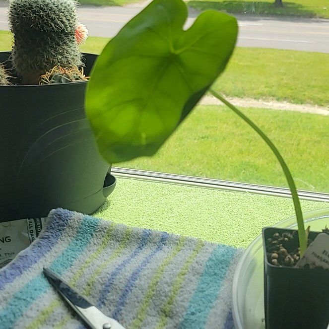 Photo of the plant species Colocasia 'Thai Giant' by @PerkyAjídulce69 named Diana on Greg, the plant care app