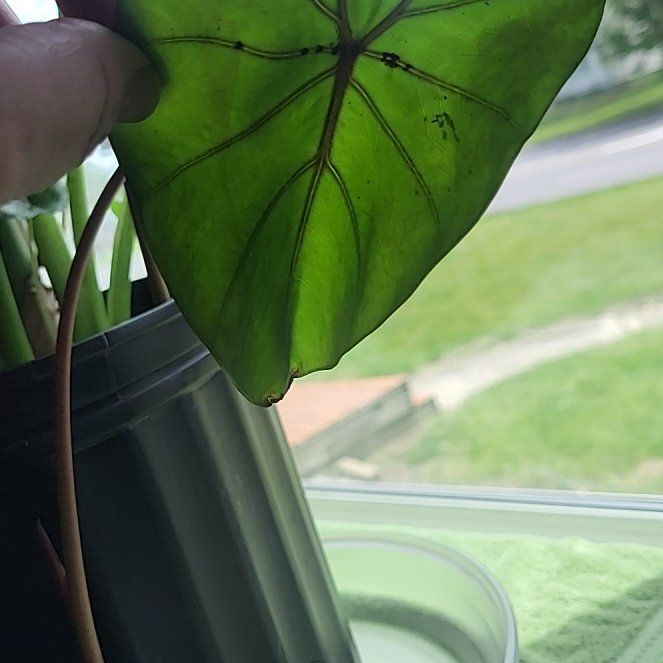 Photo of the plant species Black Coral Elephant Ear by @PerkyAjídulce69 named Austen on Greg, the plant care app