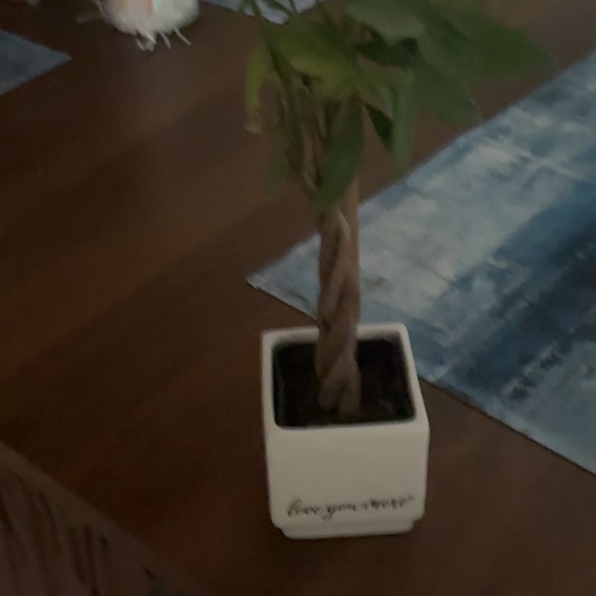 Photo of the plant species Texas-Star by @FabCowpea71 named Eva on Greg, the plant care app