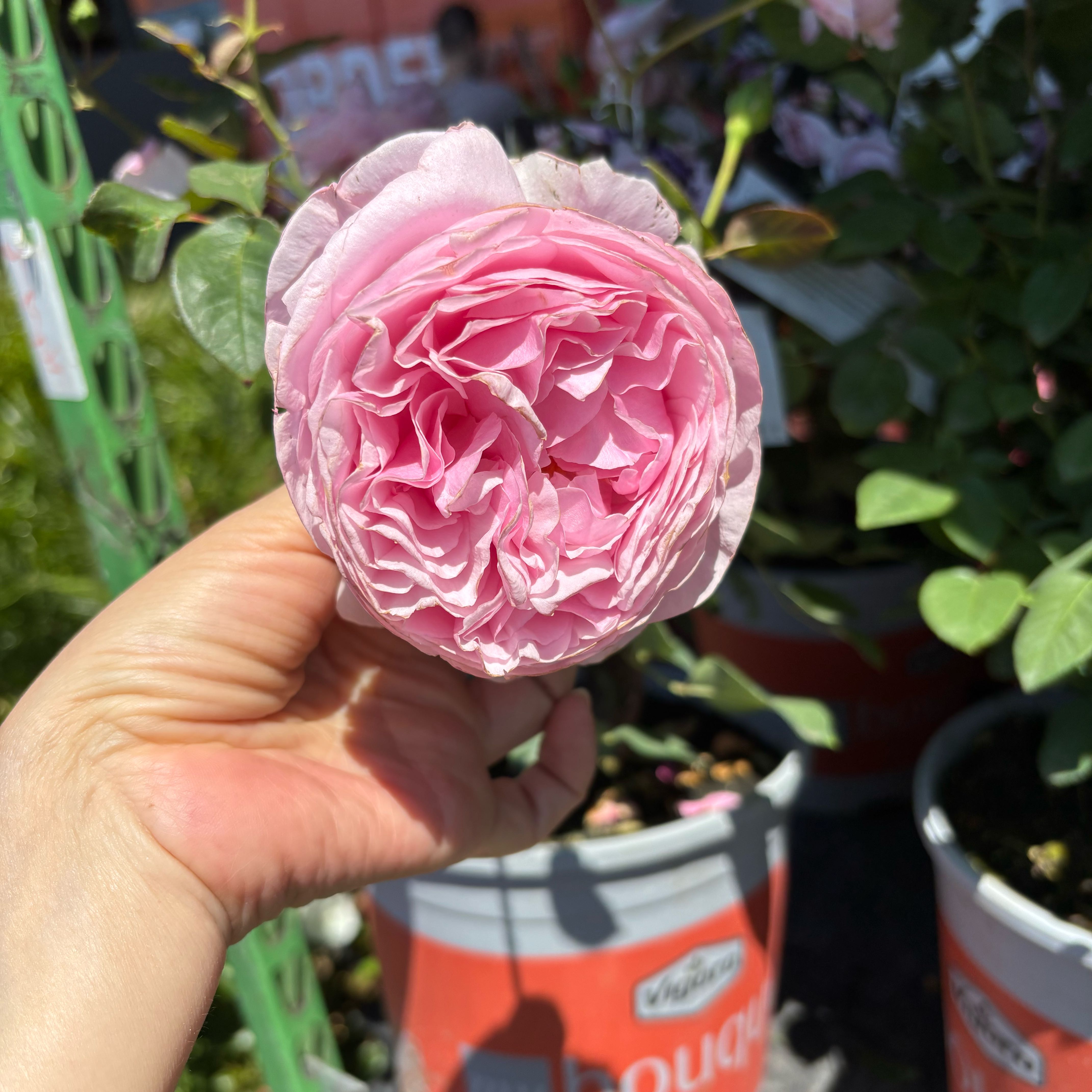 Photo of the plant species Camellia by @FitTawa18 named Nemo on Greg, the plant care app
