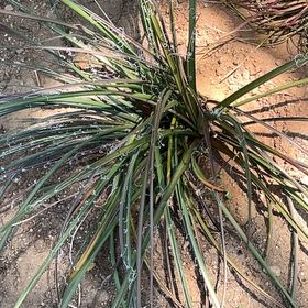 Photo of the plant species Our Lord's Candle by @NewBokchoi43 named Navajo on Greg, the plant care app