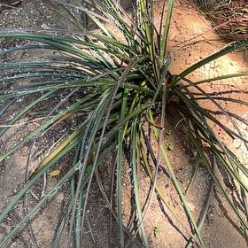 Photo of the plant species Our Lord's Candle by @NewBokchoi43 named Marilyn on Greg, the plant care app