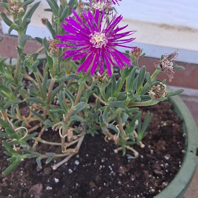 Photo of the plant species Drosanthemum Floribundum by @FocusedStingray named Kendall on Greg, the plant care app