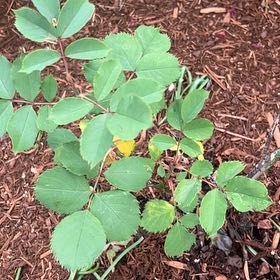 Photo of the plant species Arctic Rose by @DaintyMostii85 named Darwin on Greg, the plant care app