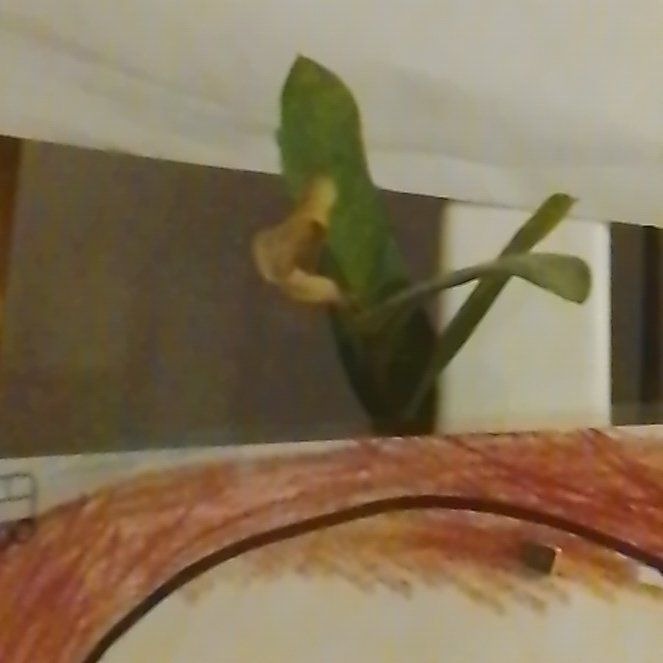 Photo of the plant species Friar's Cowl by @JoyousClusia76 named Madonna on Greg, the plant care app