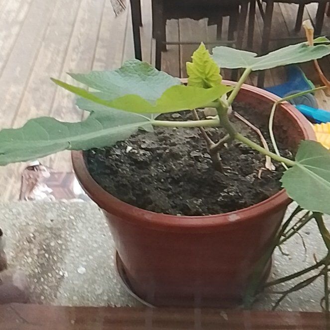 Photo of the plant species Brown Turkey Fig by @JoyousClusia76 named Hemingway on Greg, the plant care app