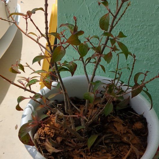 Photo of the plant species Scarlet Bush by @ZealTeatree7 named Queen on Greg, the plant care app
