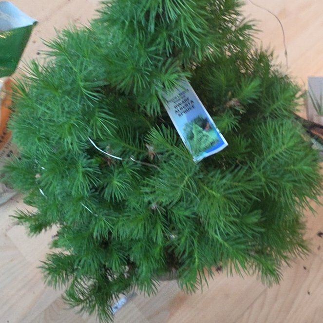 Photo of the plant species Dwarf Alberta Spruce by @MajorLipandra97 named Figyonce on Greg, the plant care app