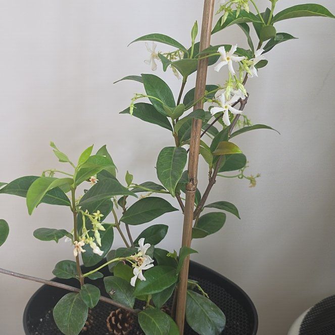 Photo of the plant species jasmine by @MajorLipandra97 named Planty on Greg, the plant care app