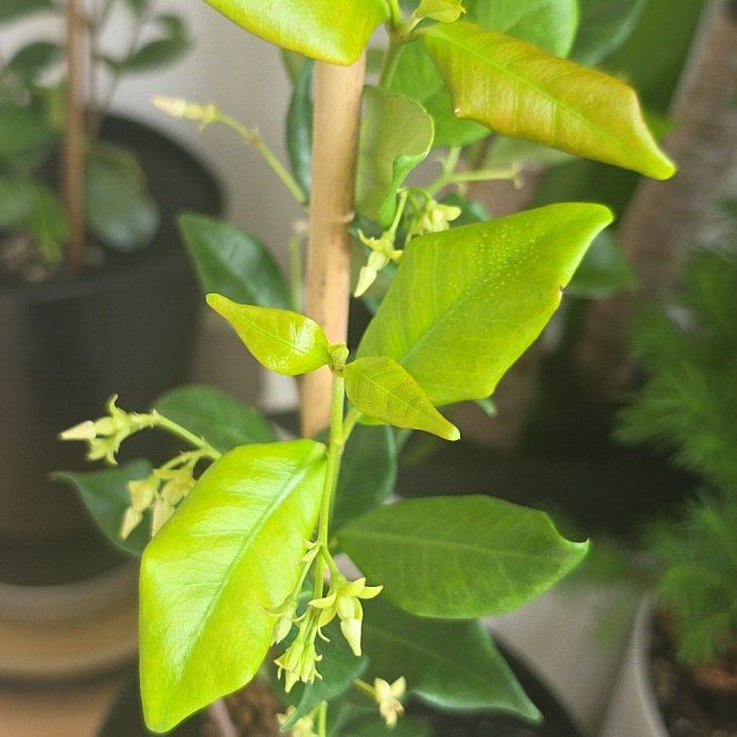 Photo of the plant species jasmine by @MajorLipandra97 named Kendall on Greg, the plant care app