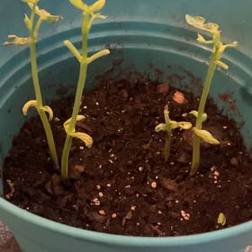 Photo of the plant species Common Bean by @BlissfulKonjac named Dax on Greg, the plant care app