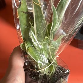 Photo of the plant species Adam's Needle by @HeirHawthorn28 named Duke on Greg, the plant care app
