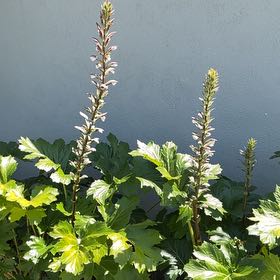 Photo of the plant species Bear's Breeches by @YummyPignut90 named Stella on Greg, the plant care app