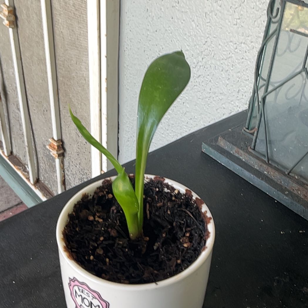 Photo of the plant species mother in law tongue by @YummyPignut90 named Amelia on Greg, the plant care app