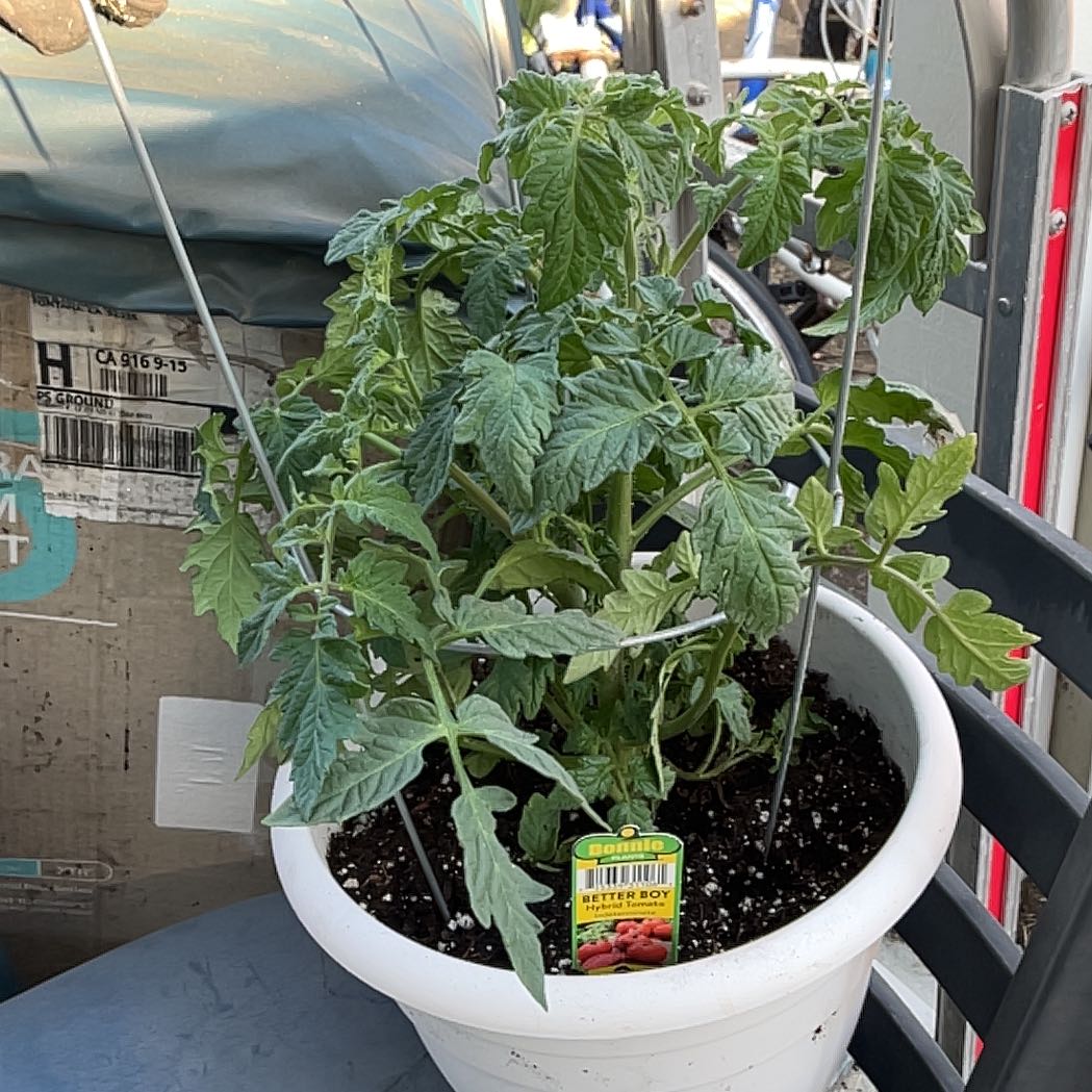 Photo of the plant species Tomato 'Better Boy' by @YummyPignut90 named Duke on Greg, the plant care app