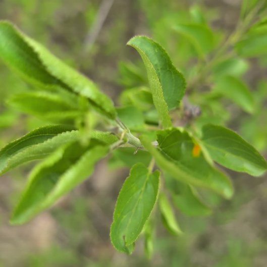 Photo of the plant species Apricot by @SirBonsai50 named Bigleef Smalls on Greg, the plant care app
