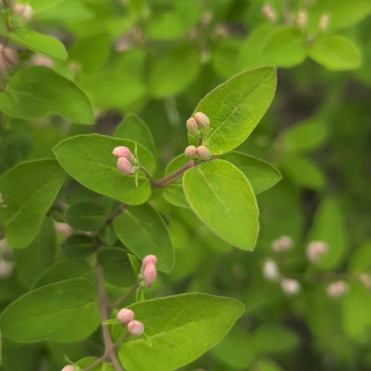 Photo of the plant species Tatarian Honeysuckle by @SirBonsai50 named Mochi on Greg, the plant care app