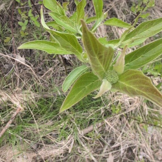Photo of the plant species Asclepias Incarnata by @SirBonsai50 named Gomez on Greg, the plant care app