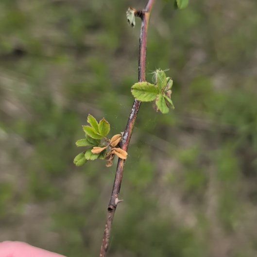 Photo of the plant species Nootka Rose by @SirBonsai50 named Tupot amaroot on Greg, the plant care app