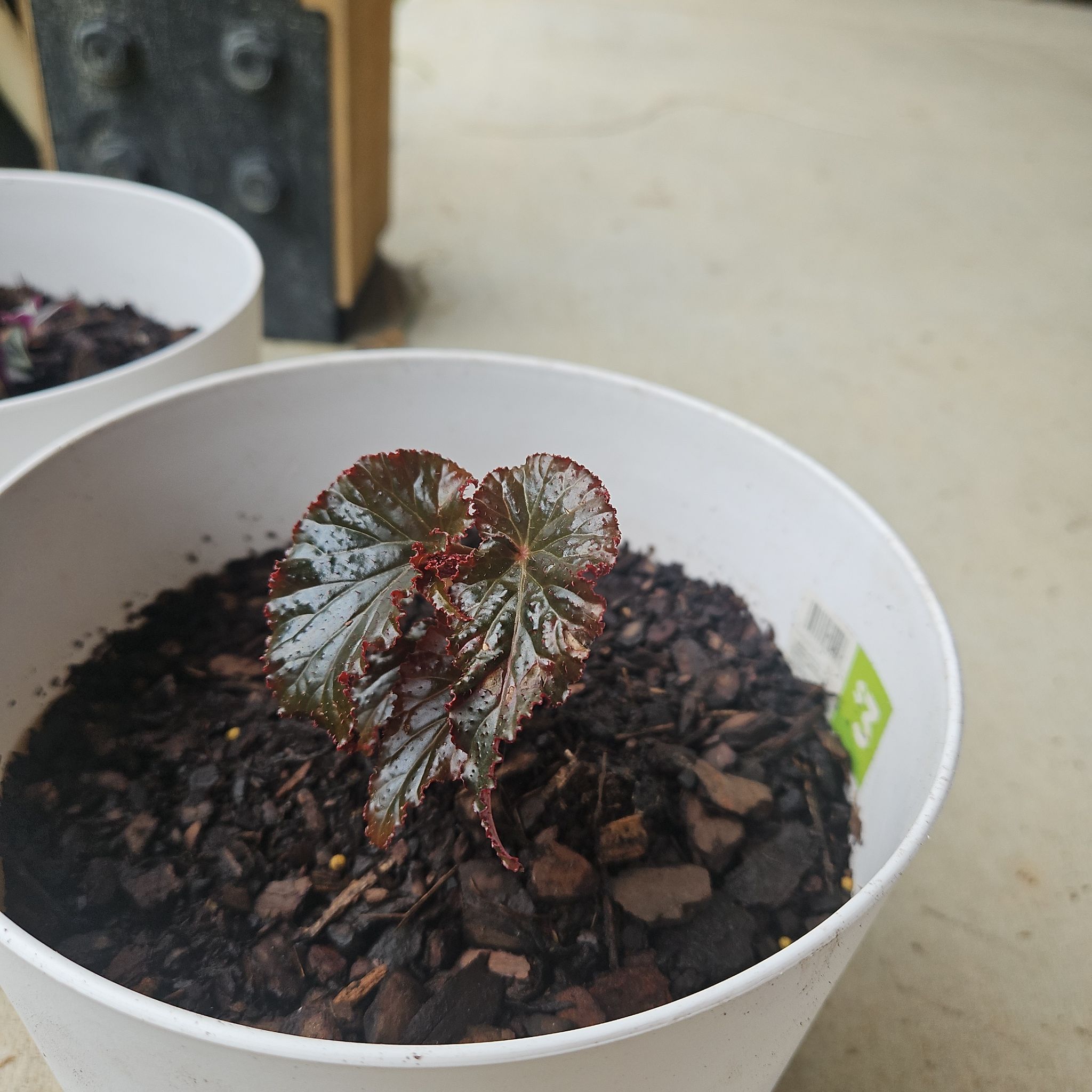 Photo of the plant species Curled Pondweed by @ChampFreesia90 named Luna on Greg, the plant care app