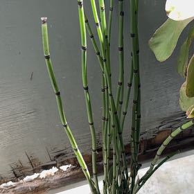 Photo of the plant species Common Scouring-Rush by @CleanZebrina68 named LiloStitch on Greg, the plant care app